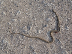 Psammophis