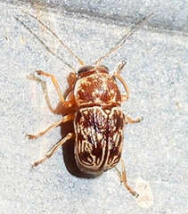 Pachybrachis turbidus