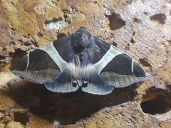 Bastilla crameri
