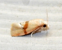 Cochylis caulocatax