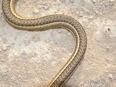 Psammophis