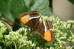 Adelpha cytherea
