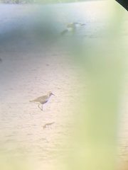 Pluvialis squatarola