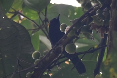 Tachyphonus delatrii