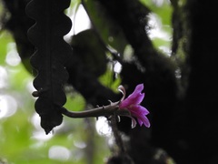 Disocactus macdougallii