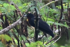 Purple-Throated Fruitcrow photo 5