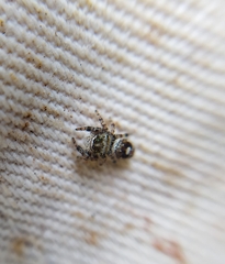 Phidippus bidentatus
