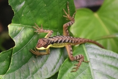 Anolis notopholis