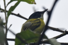 Todirostrum nigriceps