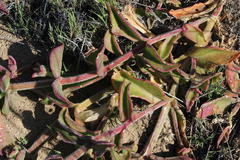 Mesembryanthemum pellitum