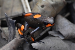 Oophaga histrionica