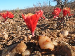 Haemanthus crispus