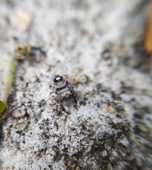 Phidippus bidentatus