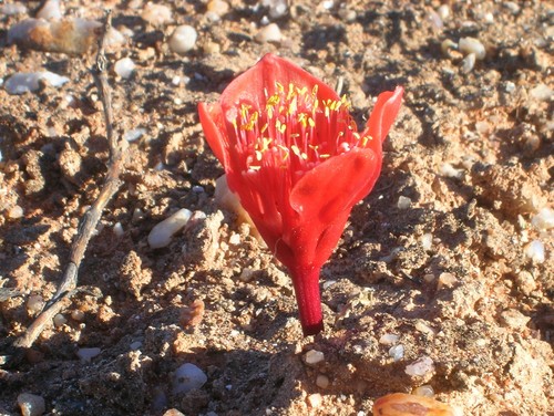 Haemanthus crispus Snijman