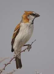 Passer motitensis motitensis