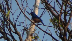 Passerina rositae