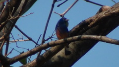 Passerina rositae