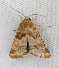 Schinia lynx