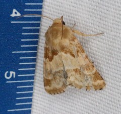 Schinia lynx
