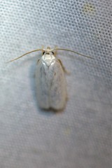 Antaeotricha floridella