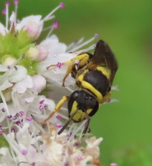 Hylaeus pictus