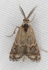 Prionapteryx indentella