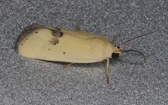 Ponometia tortricina