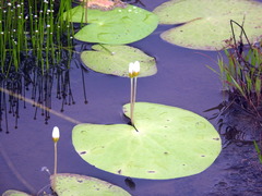 Nymphoides indica