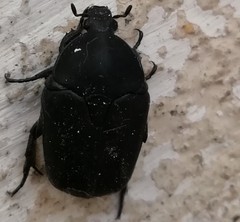 Protaetia morio