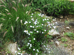 Jacquemontia pringlei