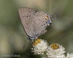 Satyrium sylvinus