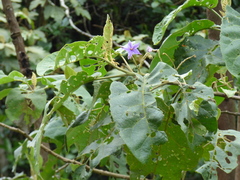 Solanum sycophanta