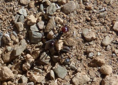 Ocymyrmex velox