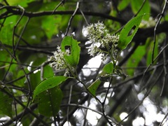 Miconia glaberrima