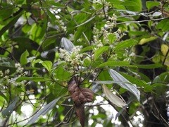 Miconia glaberrima