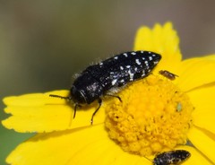 Acmaeodera ornatoides