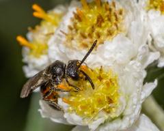 Sphecodes mandibularis