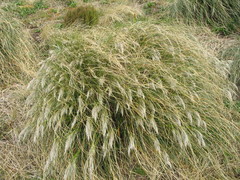 Chionochloa antarctica