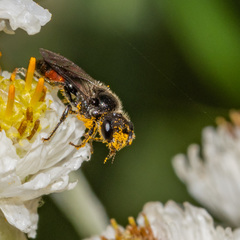 Sphecodes mandibularis