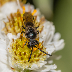 Sphecodes mandibularis