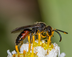 Sphecodes mandibularis
