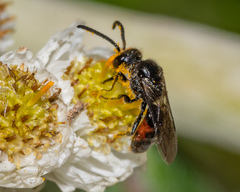 Sphecodes mandibularis