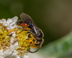 Sphecodes mandibularis
