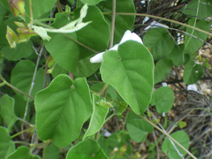 Jacquemontia pringlei