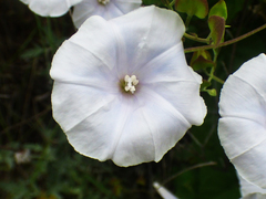 Jacquemontia pringlei