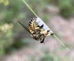Megaphorus clausicellus