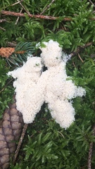 Fuligo septica candida
