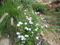 Jacquemontia pringlei