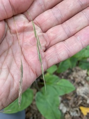 Brachypodium pinnatum