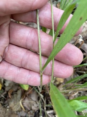 Brachypodium pinnatum